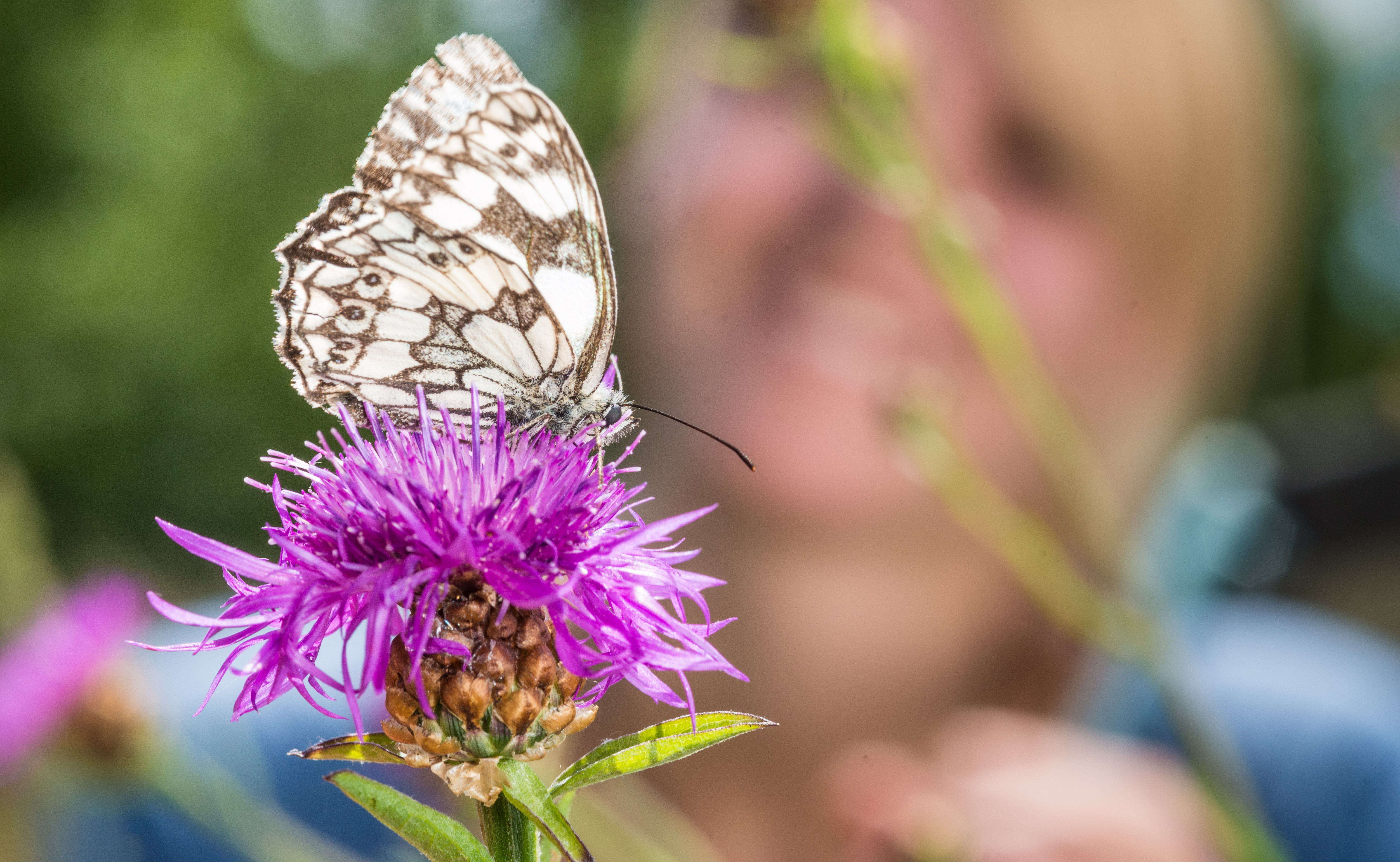 Tagfalter &copy; UFZ